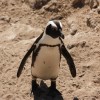 A pingvinek csupán a savanyú és a sós ízeket érzékelik