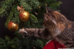 Cica kontra karácsonyfa! Felkészülni!