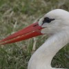 Elkezdődött a tavaszi madárvonulás - az első jeladós fehér gólyánk is elindult