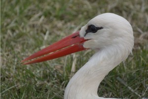 Elkezdődött a tavaszi madárvonulás - az első jeladós fehér gólyánk is elindult