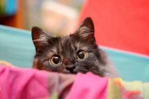 10 hang, amit ki nem állnak a macskák