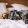 Az alvó kutyák agya úgy működik, mint a miénk