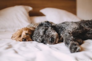 Az alvó kutyák agya úgy működik, mint a miénk